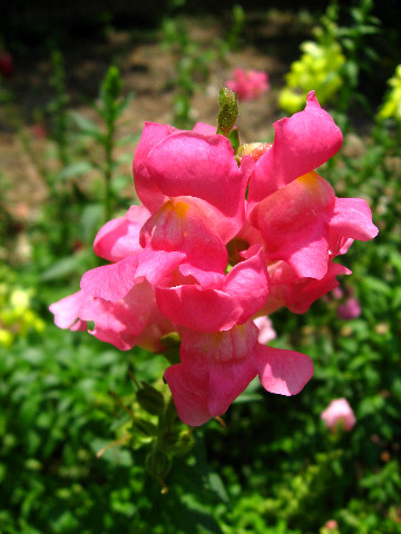 Kanapaha-Botanical-Gardens-111