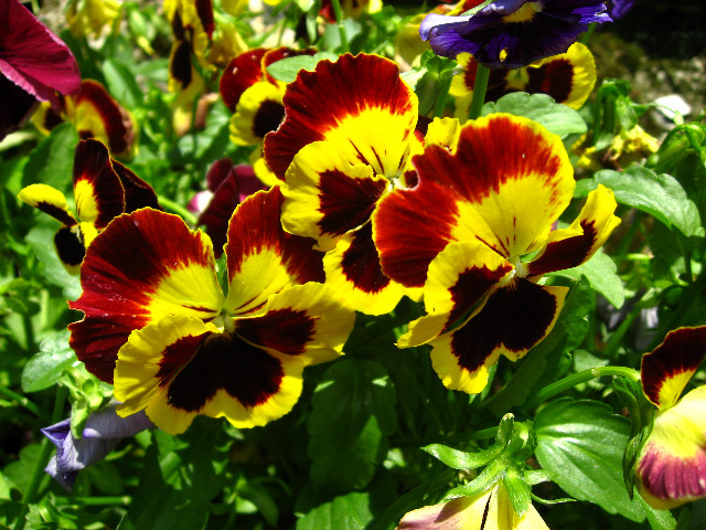 Kanapaha-Botanical-Gardens-113