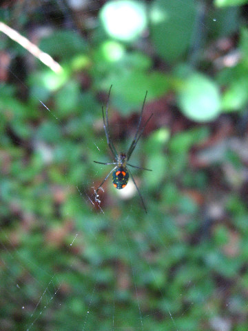 Kanapaha-Botanical-Gardens-115