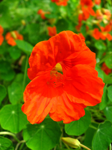 Kanapaha-Botanical-Gardens-119