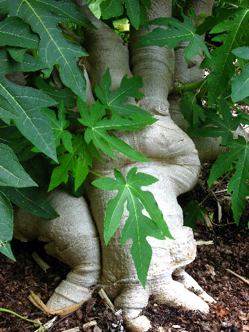 Kanapaha-Botanical-Gardens-123