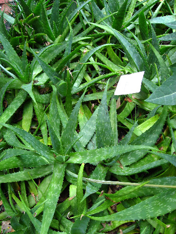 Kanapaha-Botanical-Gardens-124