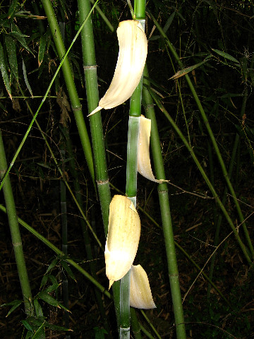 Kanapaha-Botanical-Gardens-128