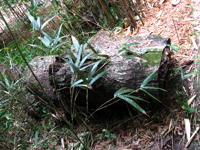 Kanapaha-Botanical-Gardens-130