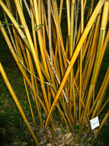 Kanapaha-Botanical-Gardens-134