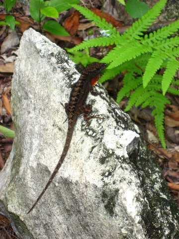 Kanapaha-Botanical-Gardens-136