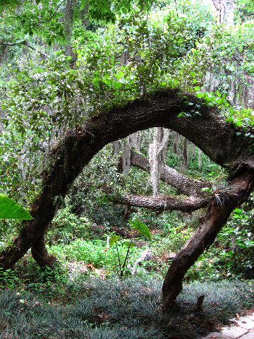 Kanapaha-Botanical-Gardens-137