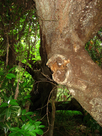 Kanapaha-Botanical-Gardens-138