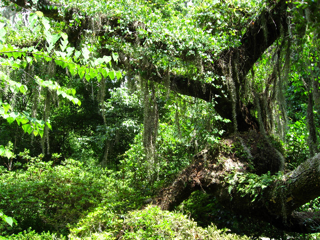 Kanapaha-Botanical-Gardens-139