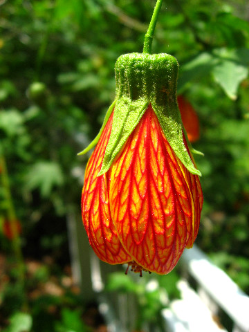 Kanapaha-Botanical-Gardens-143