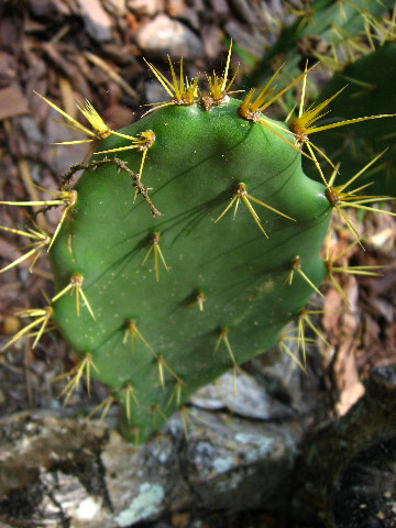 Kanapaha-Botanical-Gardens-156