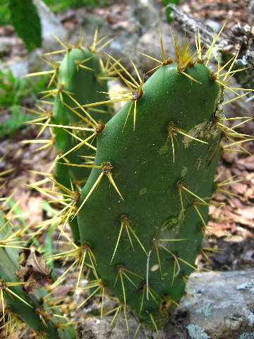 Kanapaha-Botanical-Gardens-158