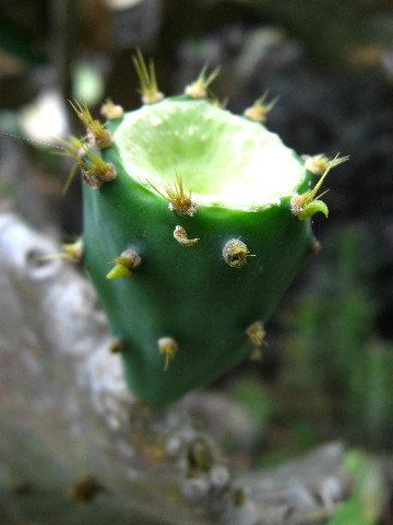 Kanapaha-Botanical-Gardens-164