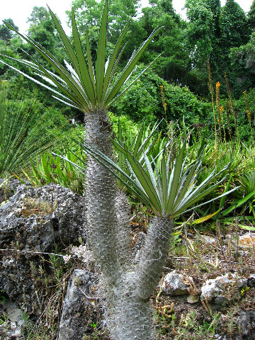 Kanapaha-Botanical-Gardens-166