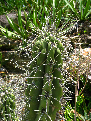 Kanapaha-Botanical-Gardens-176