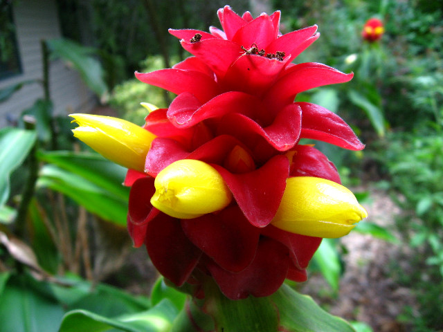 Kanapaha-Botanical-Gardens-186