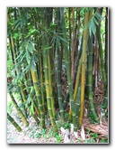 Kanapaha-Botanical-Gardens-060