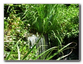 Kanapaha-Botanical-Gardens-063