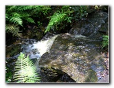 Kanapaha-Botanical-Gardens-070