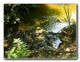 Kanapaha-Botanical-Gardens-071