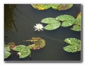 Kanapaha-Botanical-Gardens-076