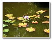 Kanapaha-Botanical-Gardens-077