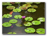 Kanapaha-Botanical-Gardens-078