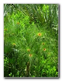 Kanapaha-Botanical-Gardens-079