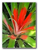 Kanapaha-Botanical-Gardens-081