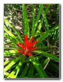 Kanapaha-Botanical-Gardens-082