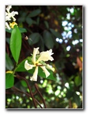 Kanapaha-Botanical-Gardens-091