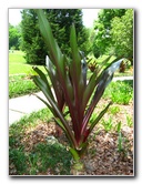 Kanapaha-Botanical-Gardens-095