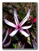 Kanapaha-Botanical-Gardens-096