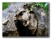 Kanapaha-Botanical-Gardens-180