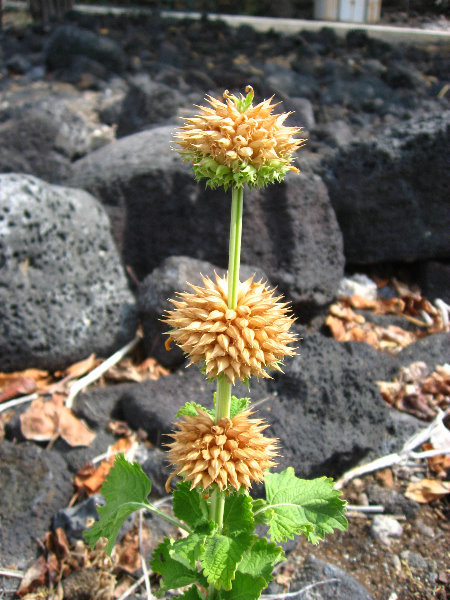 Kekaha-Kai-State-Park-Kona-Coast-Big-Island-Hawaii-036
