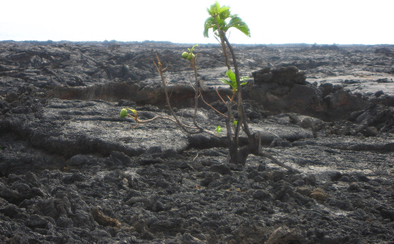 Kekaha-Kai-State-Park-Kona-Coast-Big-Island-Hawaii-064