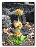 Kekaha-Kai-State-Park-Kona-Coast-Big-Island-Hawaii-036