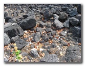 Kekaha-Kai-State-Park-Kona-Coast-Big-Island-Hawaii-037