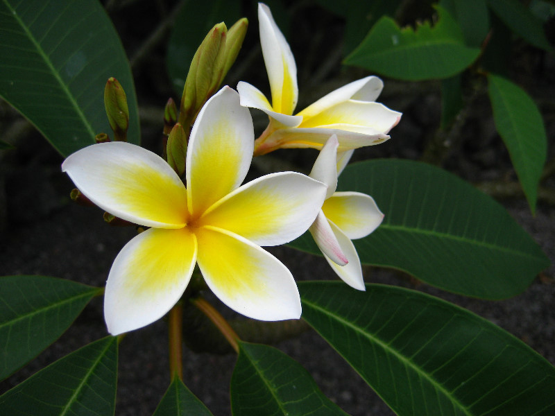 Kona-Comfort-Vacation-Rental-Kailua-Kona-Big-Island-Hawaii-021