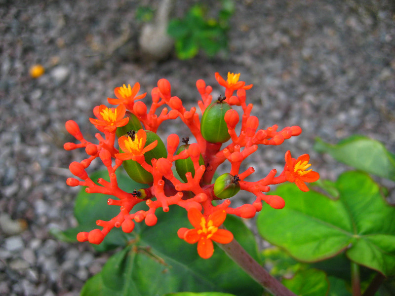 Kona-Comfort-Vacation-Rental-Kailua-Kona-Big-Island-Hawaii-022