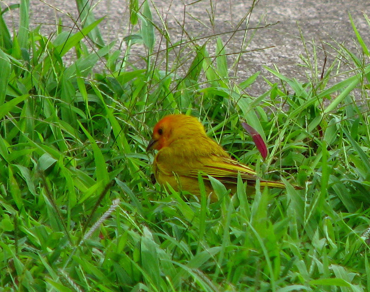 Kona-Comfort-Vacation-Rental-Kailua-Kona-Big-Island-Hawaii-026