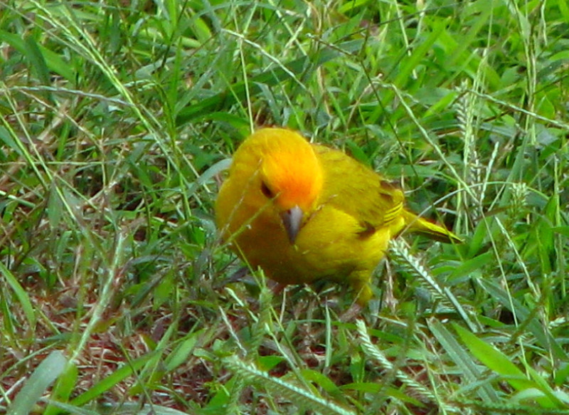 Kona-Comfort-Vacation-Rental-Kailua-Kona-Big-Island-Hawaii-028