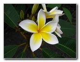 Kona-Comfort-Vacation-Rental-Kailua-Kona-Big-Island-Hawaii-020