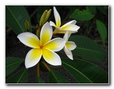 Kona-Comfort-Vacation-Rental-Kailua-Kona-Big-Island-Hawaii-021