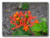 Kona-Comfort-Vacation-Rental-Kailua-Kona-Big-Island-Hawaii-022