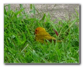 Kona-Comfort-Vacation-Rental-Kailua-Kona-Big-Island-Hawaii-026