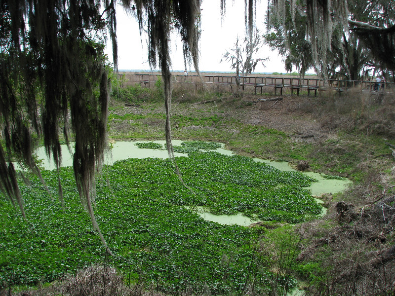 La-Chua-Trail-Paynes-Prairie-Preserve-State-Park-Gainesville-FL-008