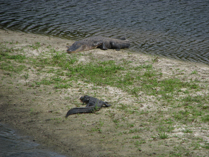 La-Chua-Trail-Paynes-Prairie-Preserve-State-Park-Gainesville-FL-013