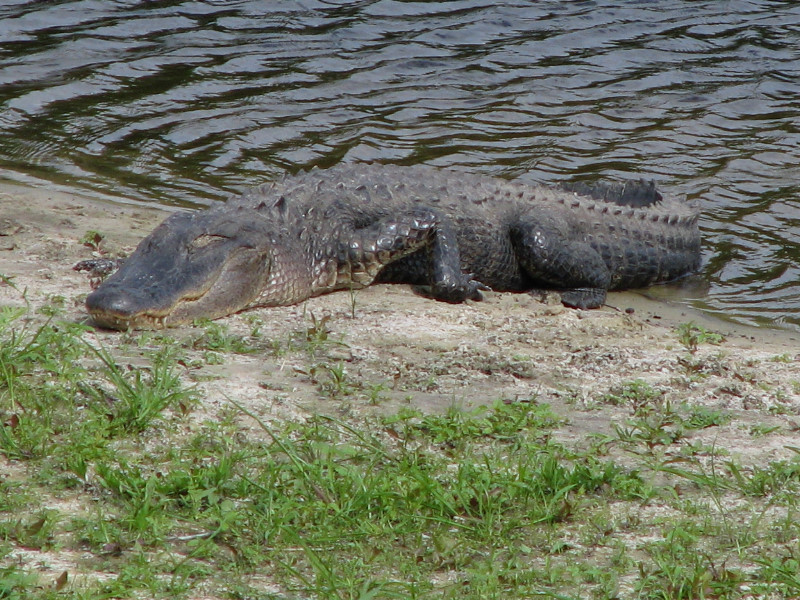 La-Chua-Trail-Paynes-Prairie-Preserve-State-Park-Gainesville-FL-014