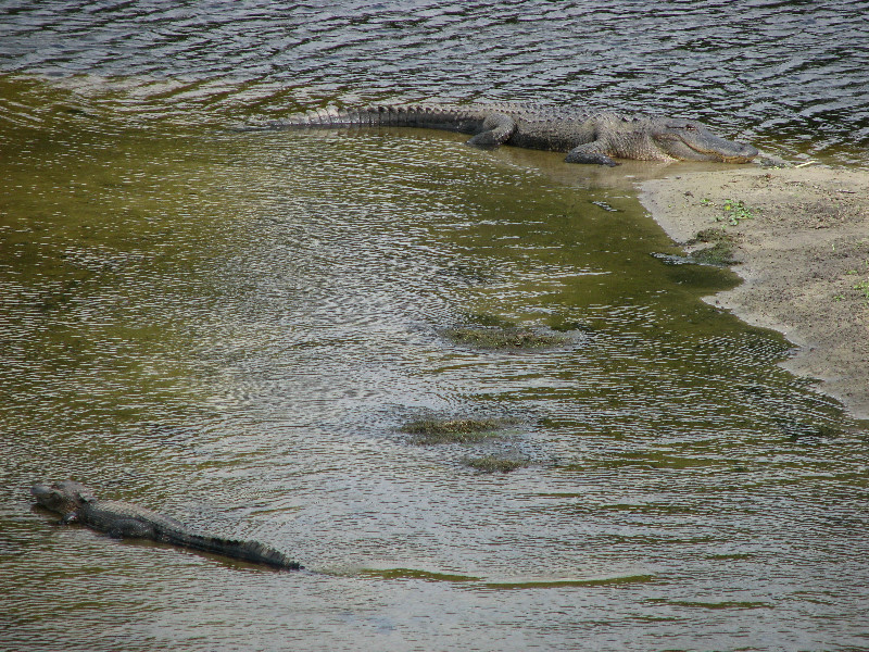 La-Chua-Trail-Paynes-Prairie-Preserve-State-Park-Gainesville-FL-017